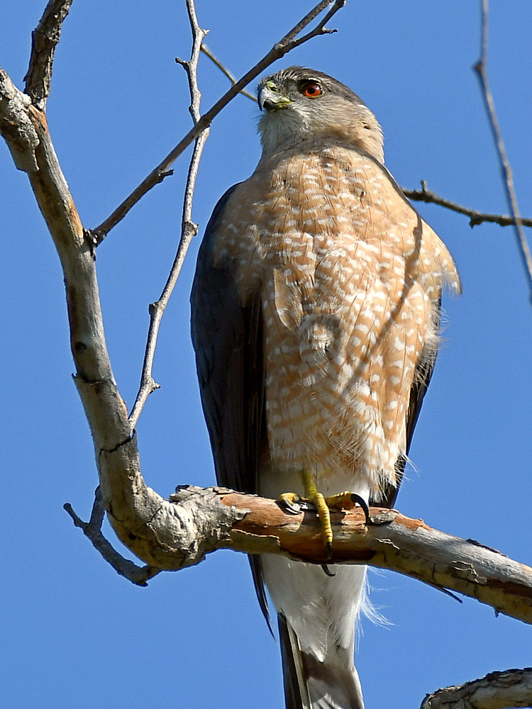 Hawk6.jpg