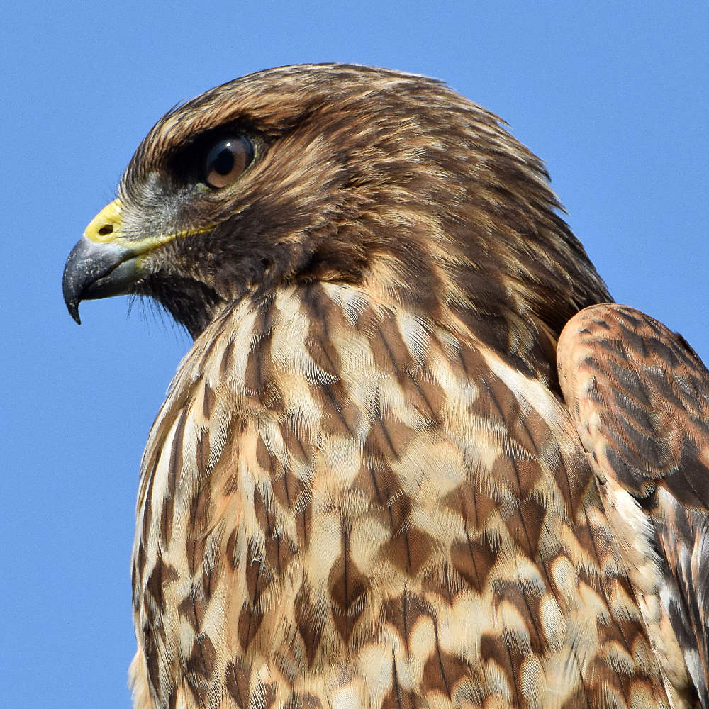 Hawk6.jpg