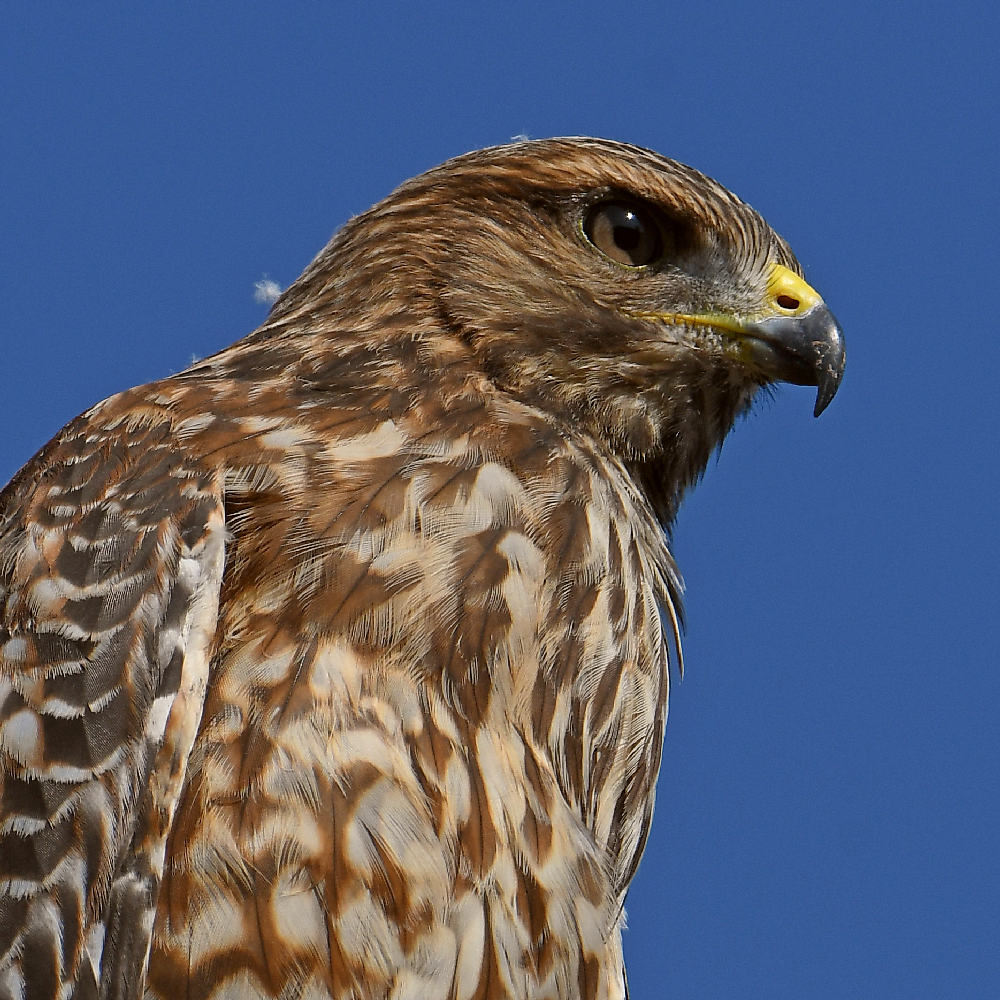 Hawk6.jpg