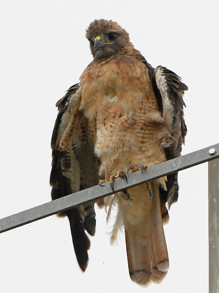 Hawk6.jpg
