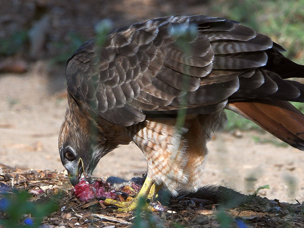 Hawk6.jpg