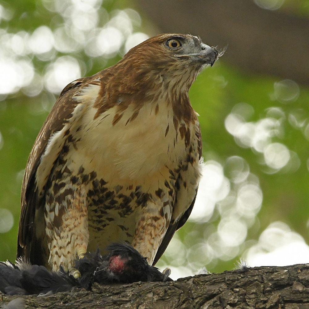 Hawk6.jpg