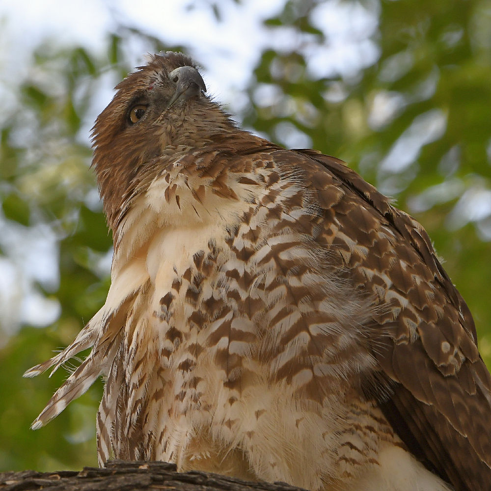 Hawk6.jpg