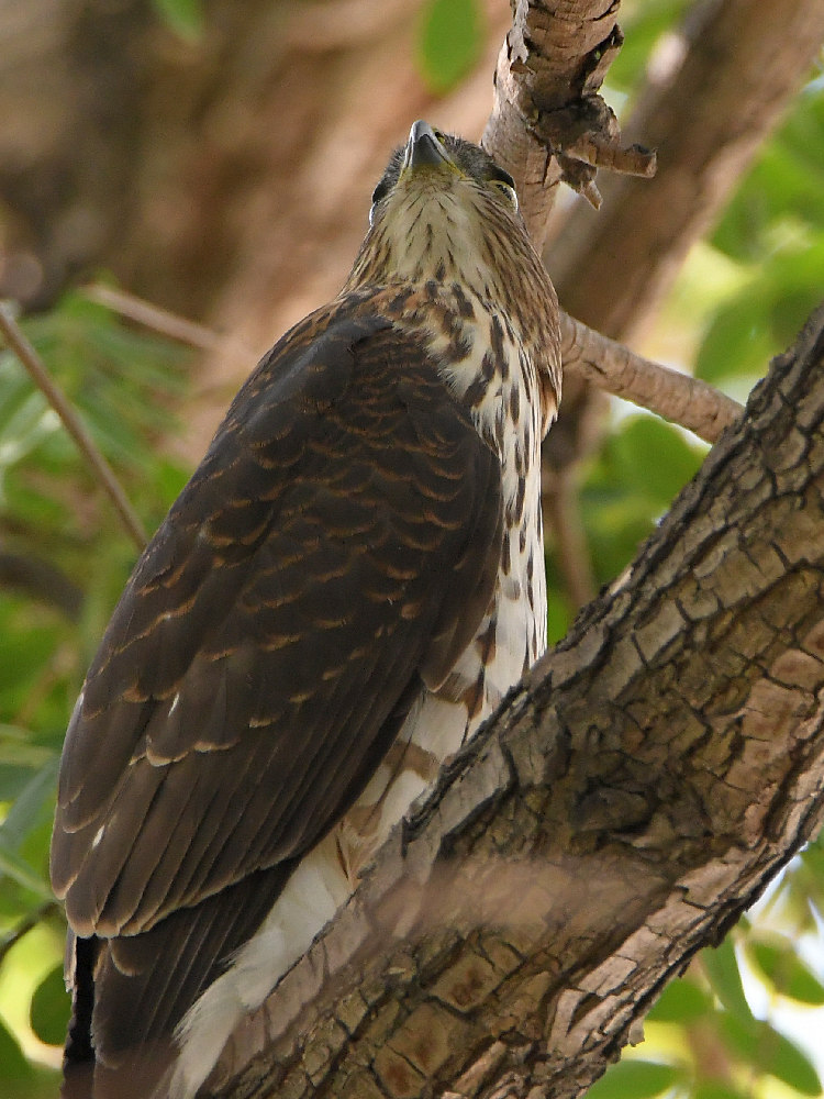 Hawk6.jpg