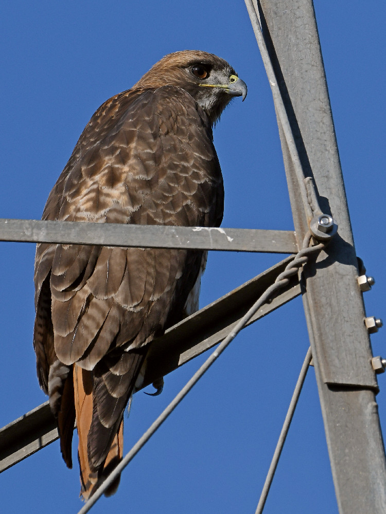 Hawk6.jpg