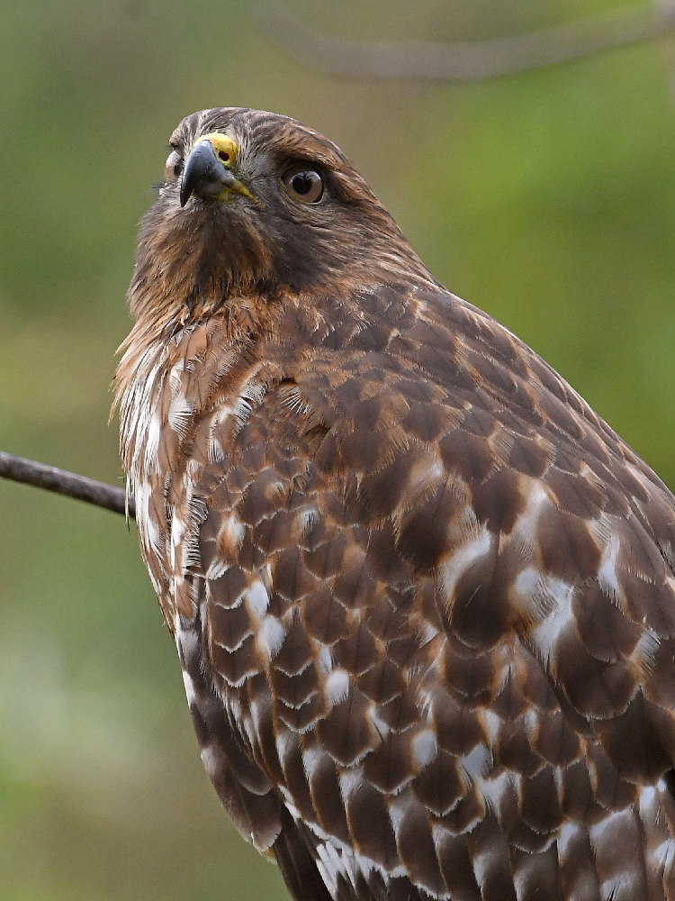 Hawk6.jpg