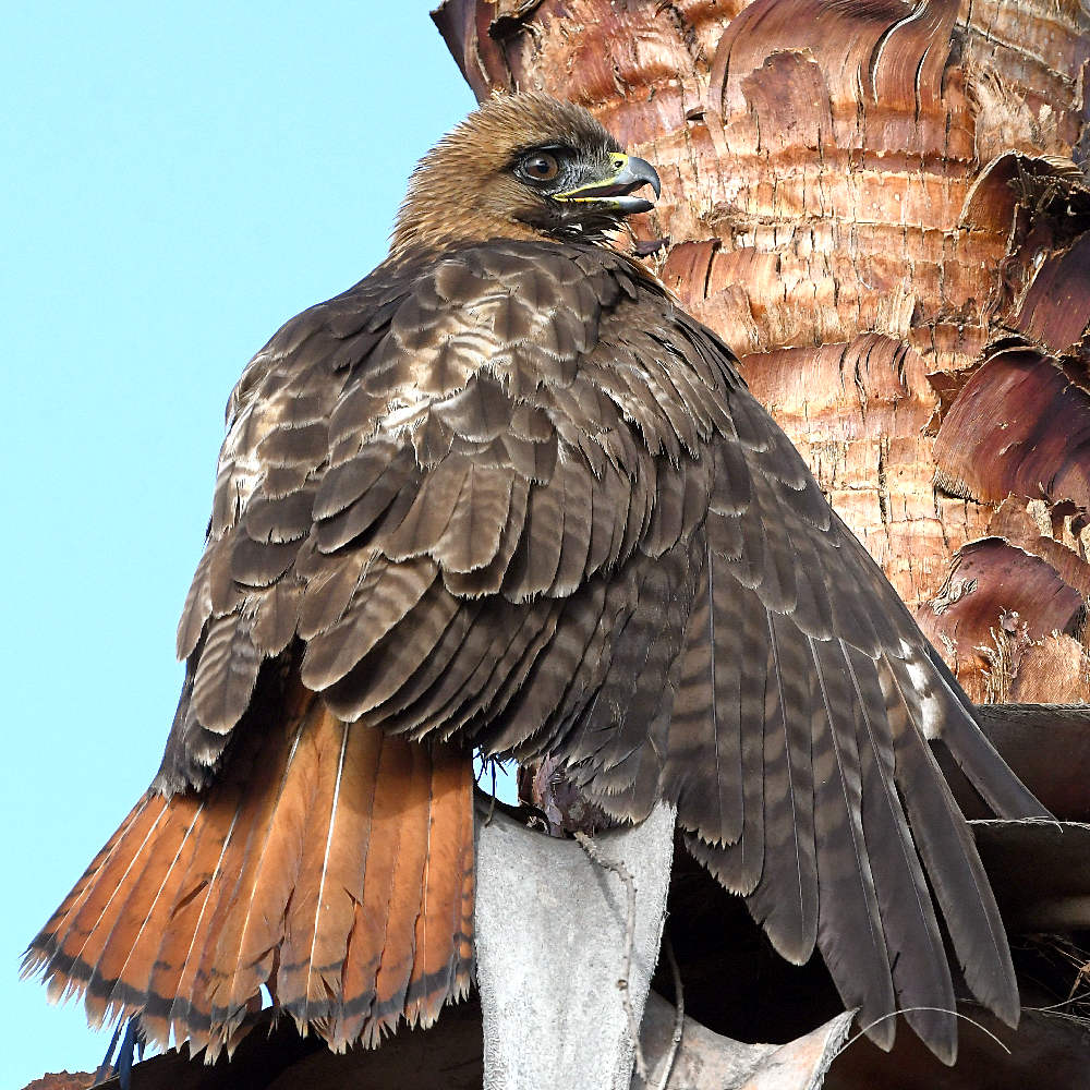 Hawk6.jpg