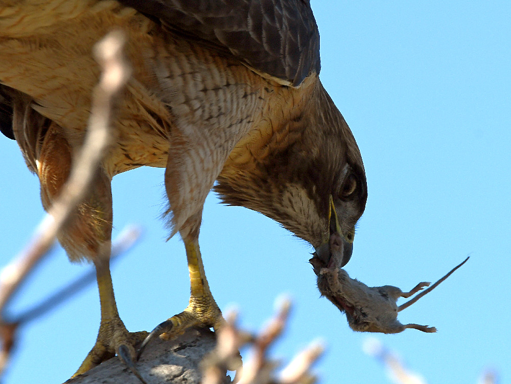 Hawk6.jpg