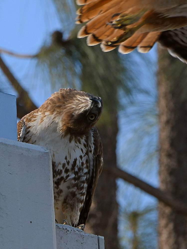 Hawk6.jpg