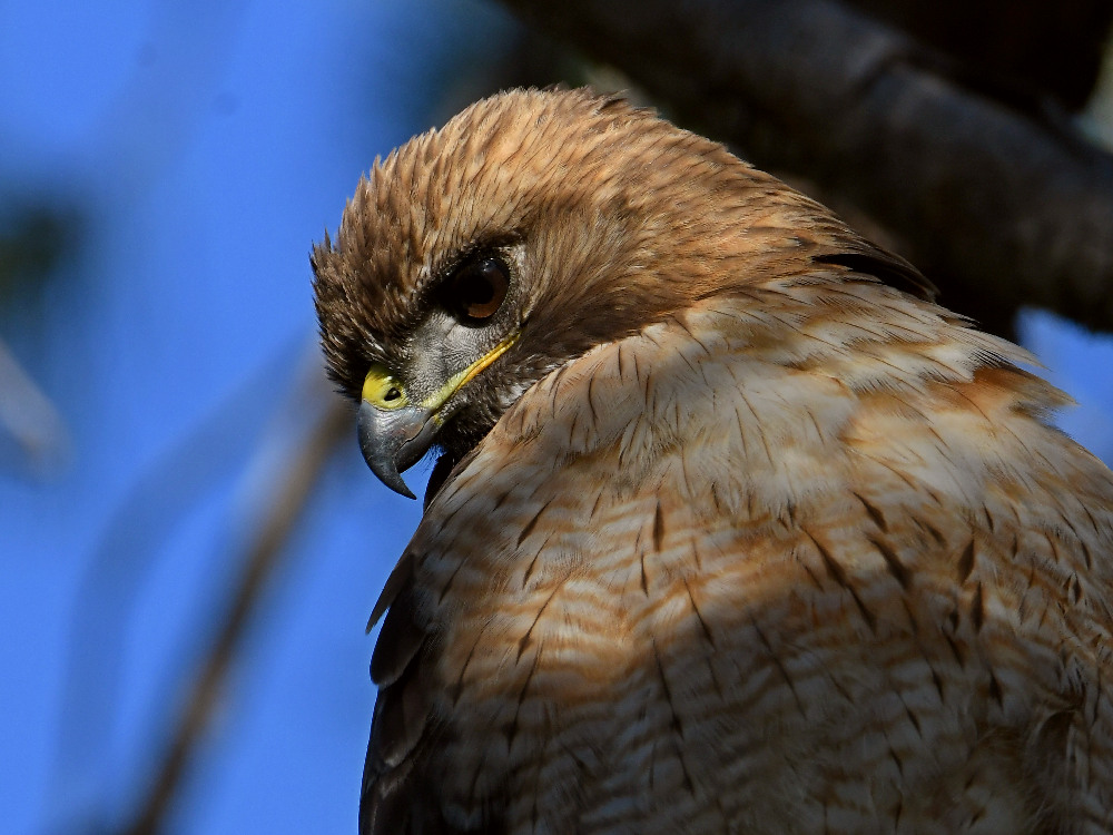 Hawk6.jpg