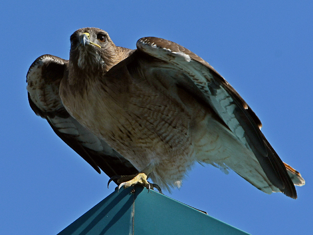 Hawk6.jpg