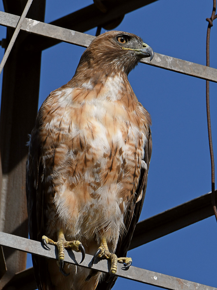 Hawk6.jpg