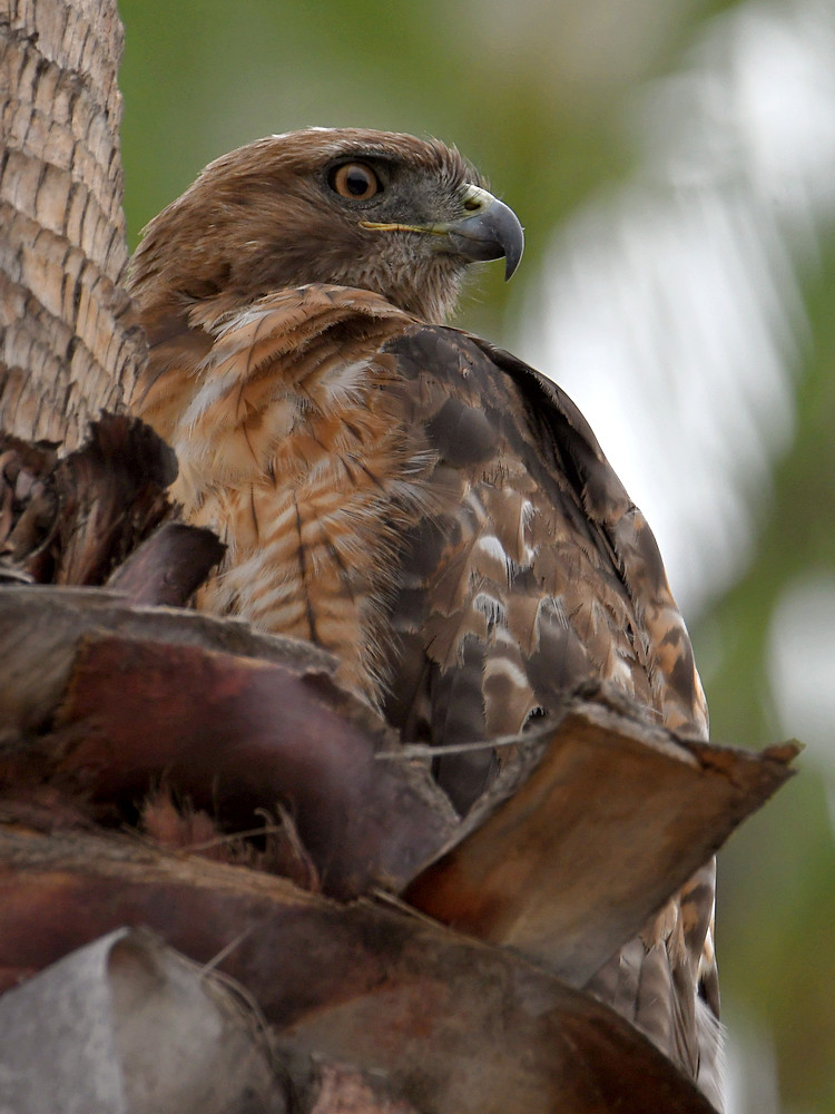 Hawk6.jpg