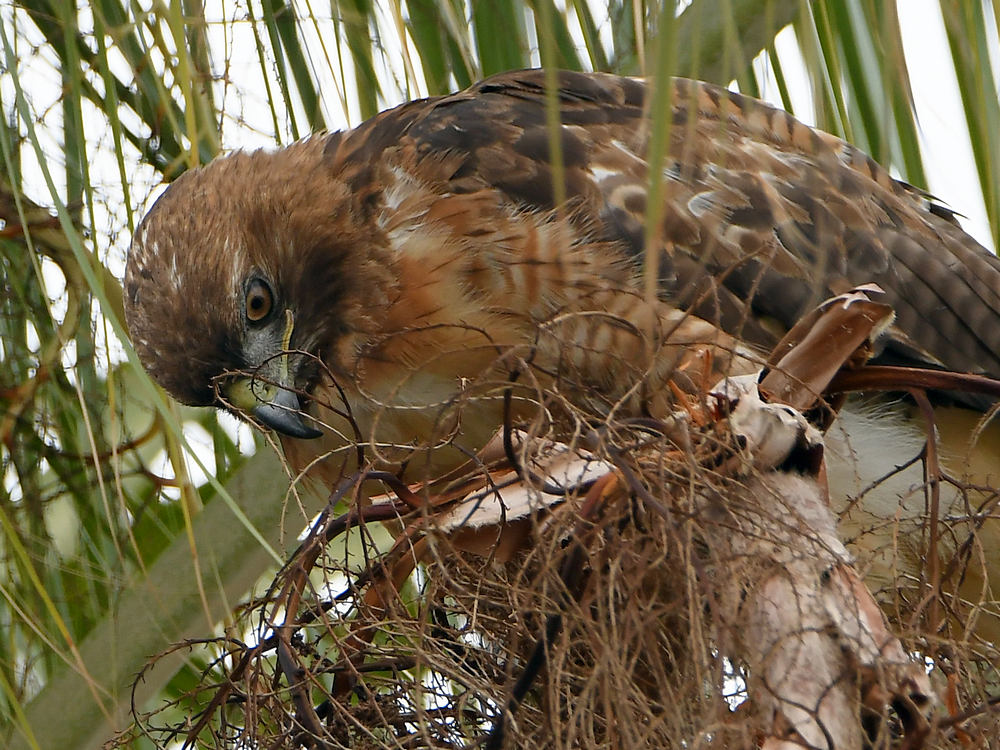 Hawk6.jpg