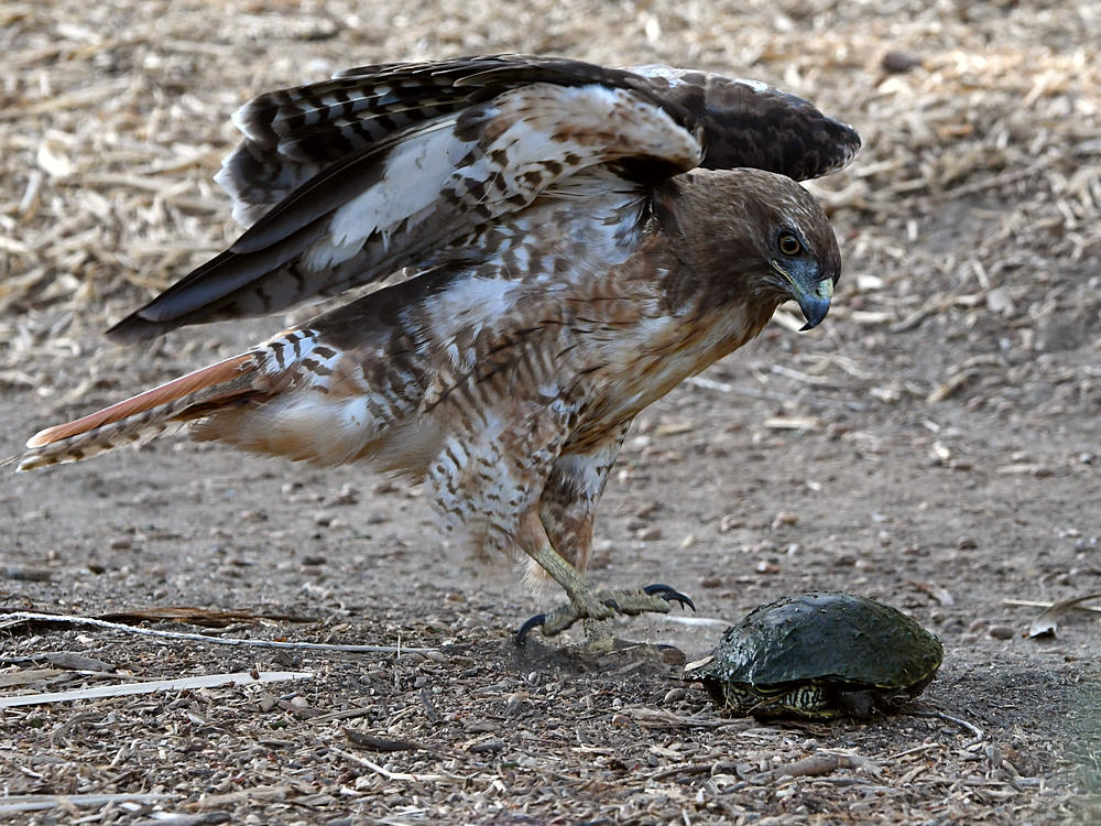 Hawk6.jpg