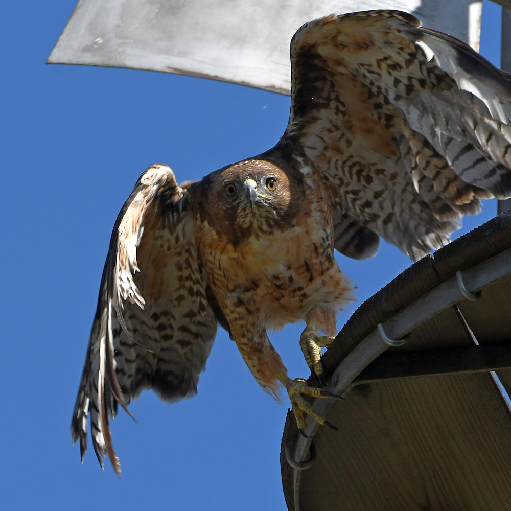 Hawk6.jpg