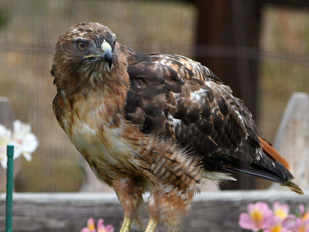 Hawk6.jpg