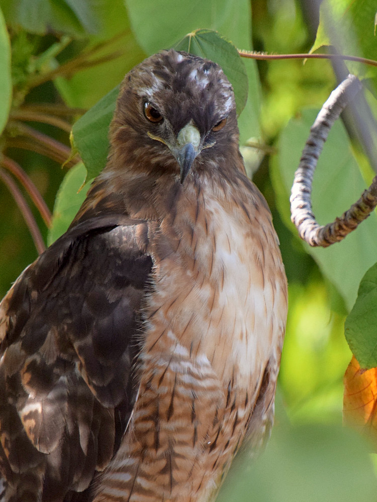 Hawk6.jpg