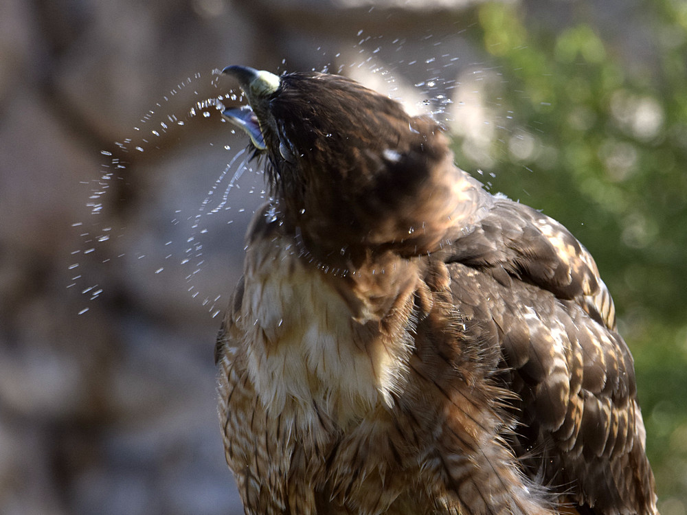 Hawk6.jpg