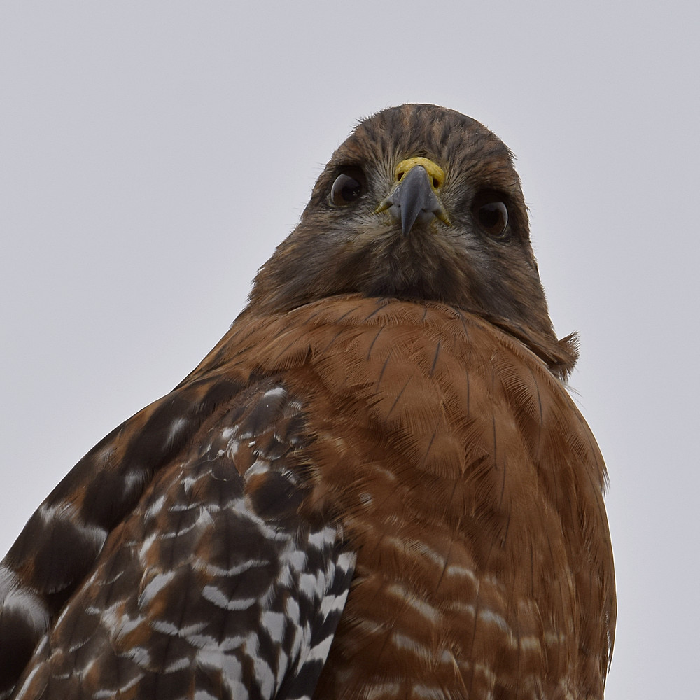 Hawk6.jpg