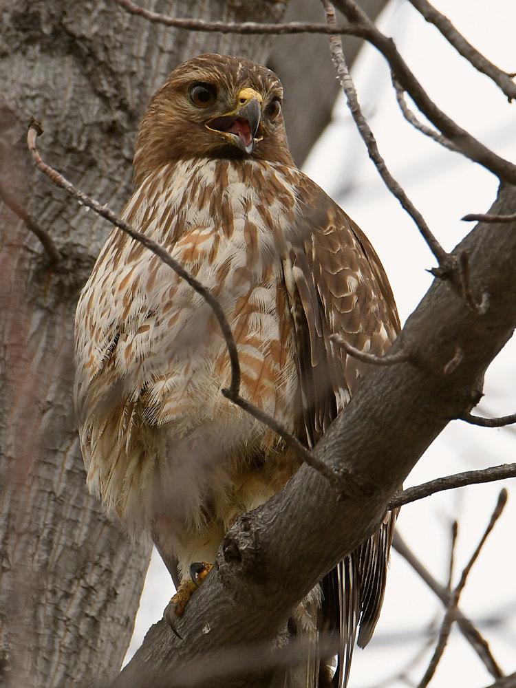Hawk6.jpg