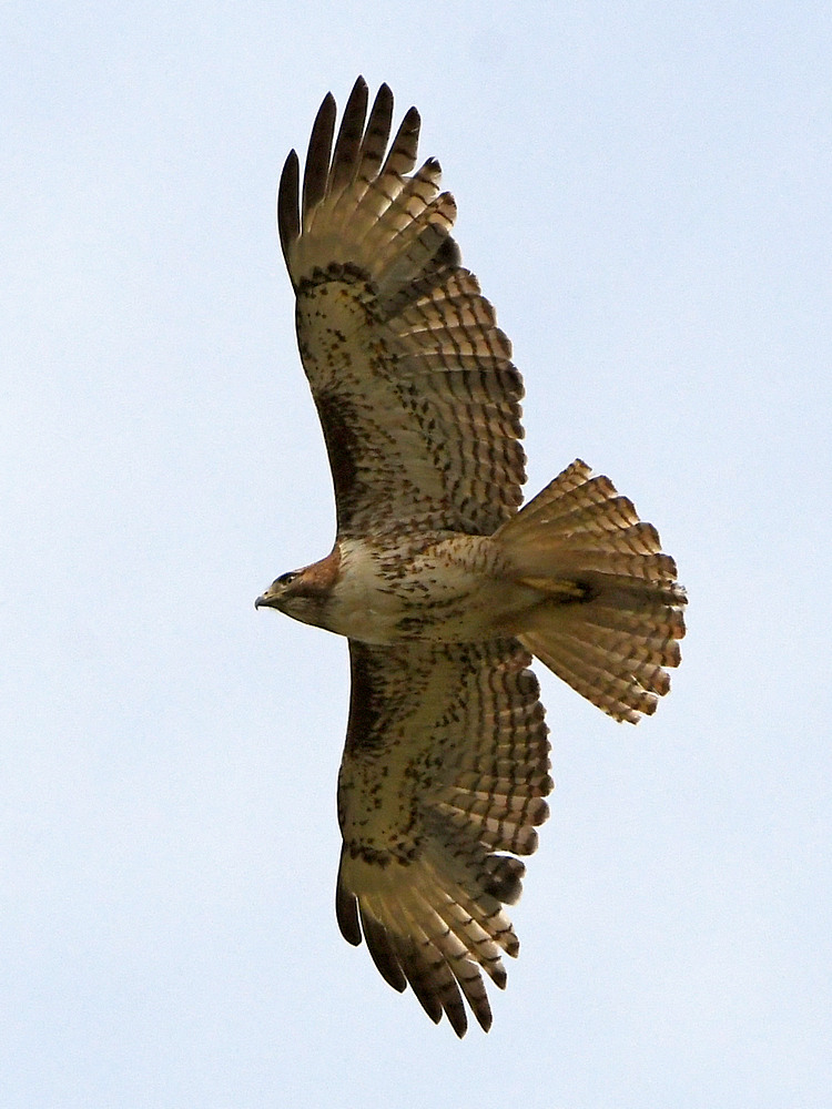 Hawk6.jpg