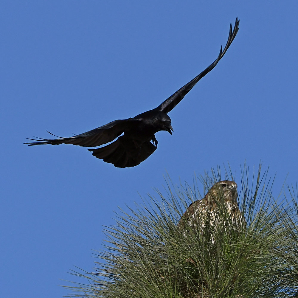 Hawk6.jpg