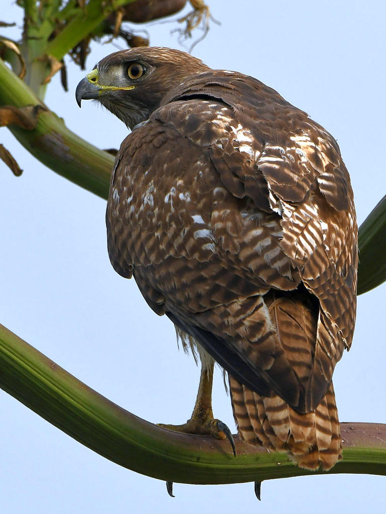 Hawk6.jpg