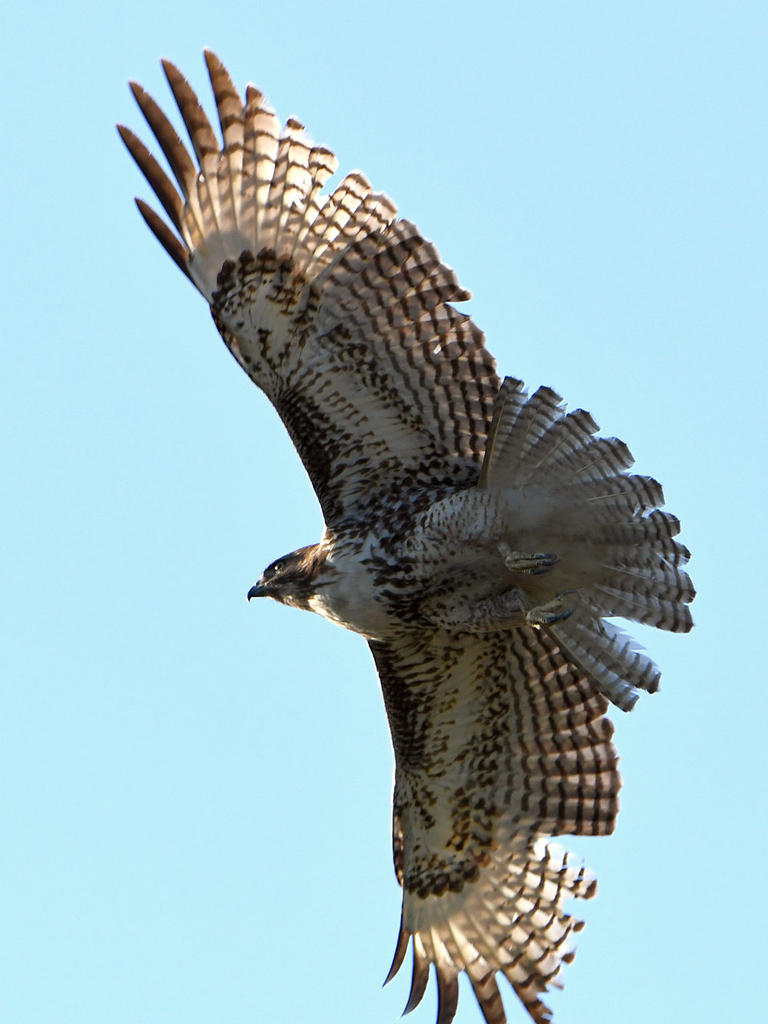Hawk6.jpg