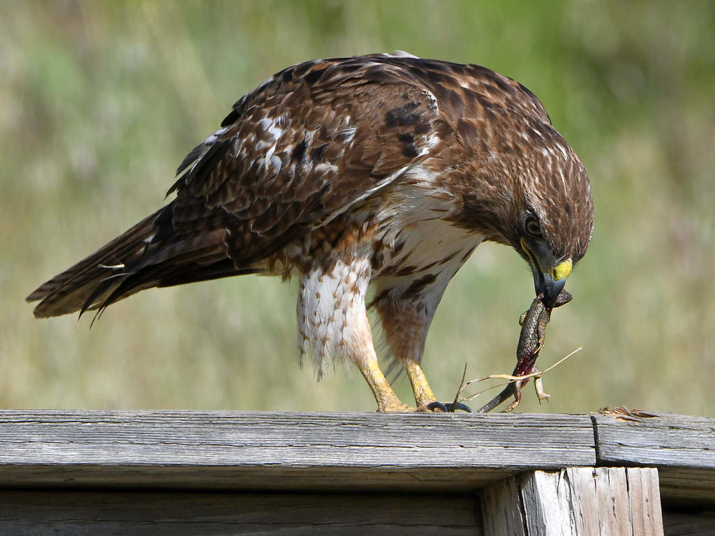 Hawk6.jpg