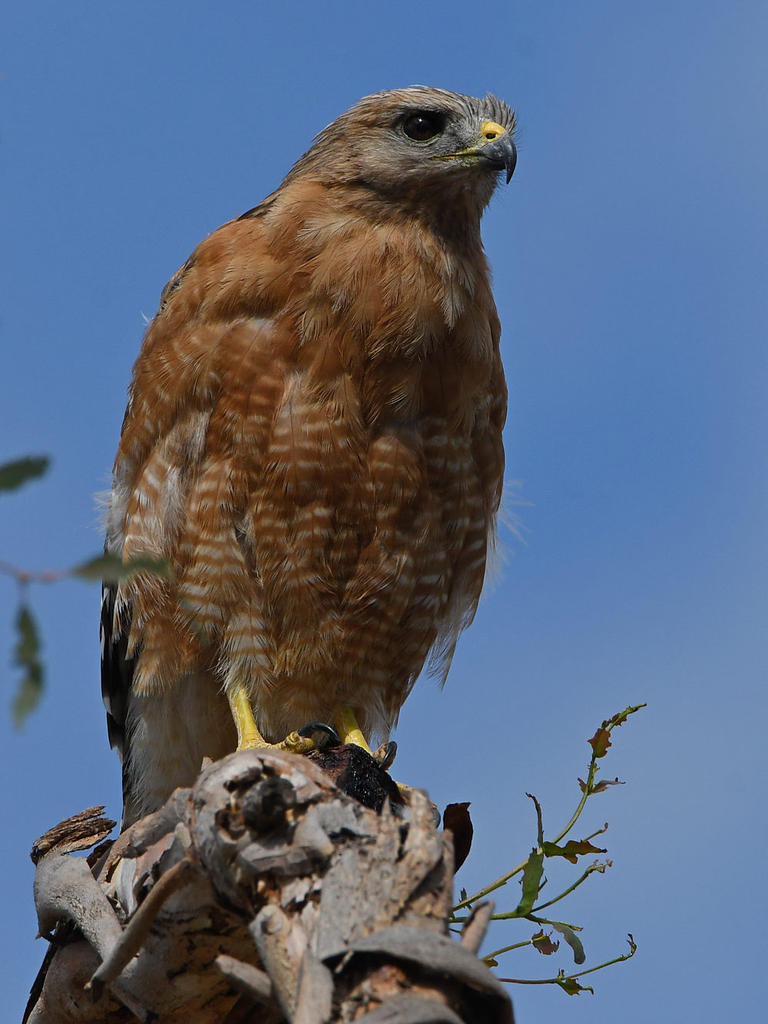 Hawk6.jpg