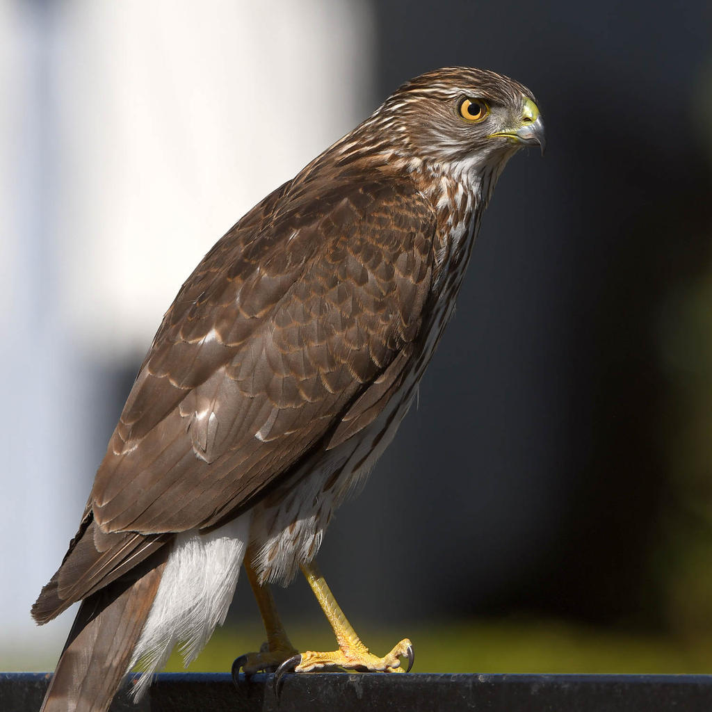 Hawk6.jpg