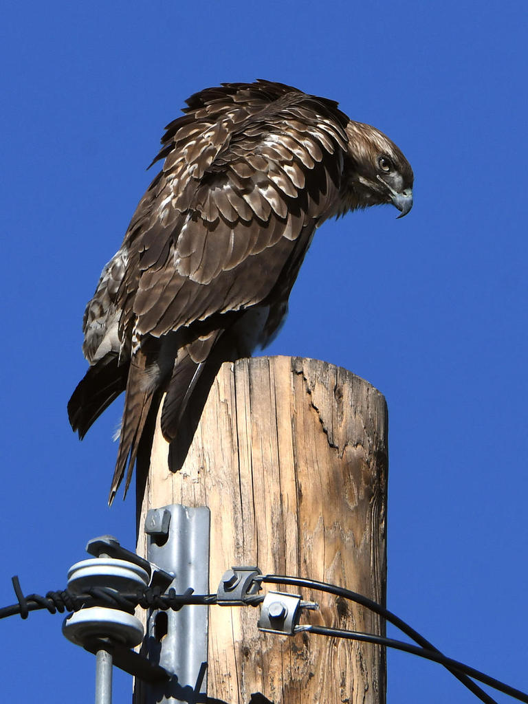 Hawk6.jpg