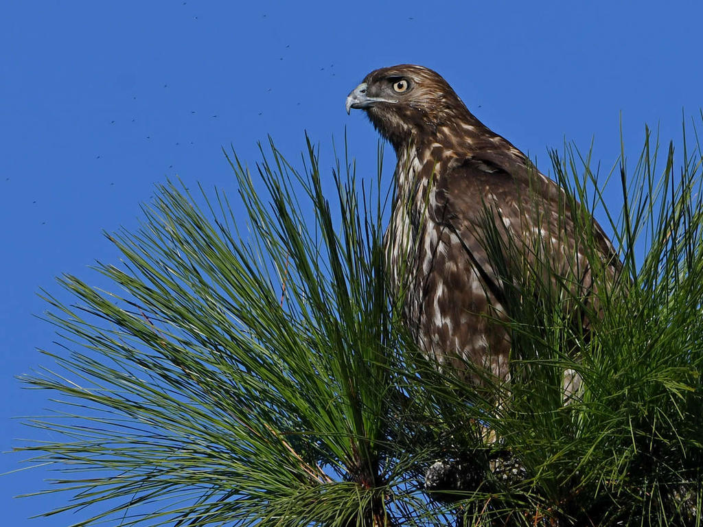 Hawk6.jpg