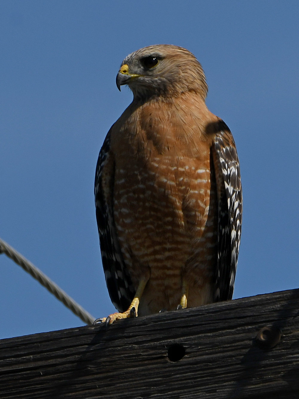Hawk6.jpg