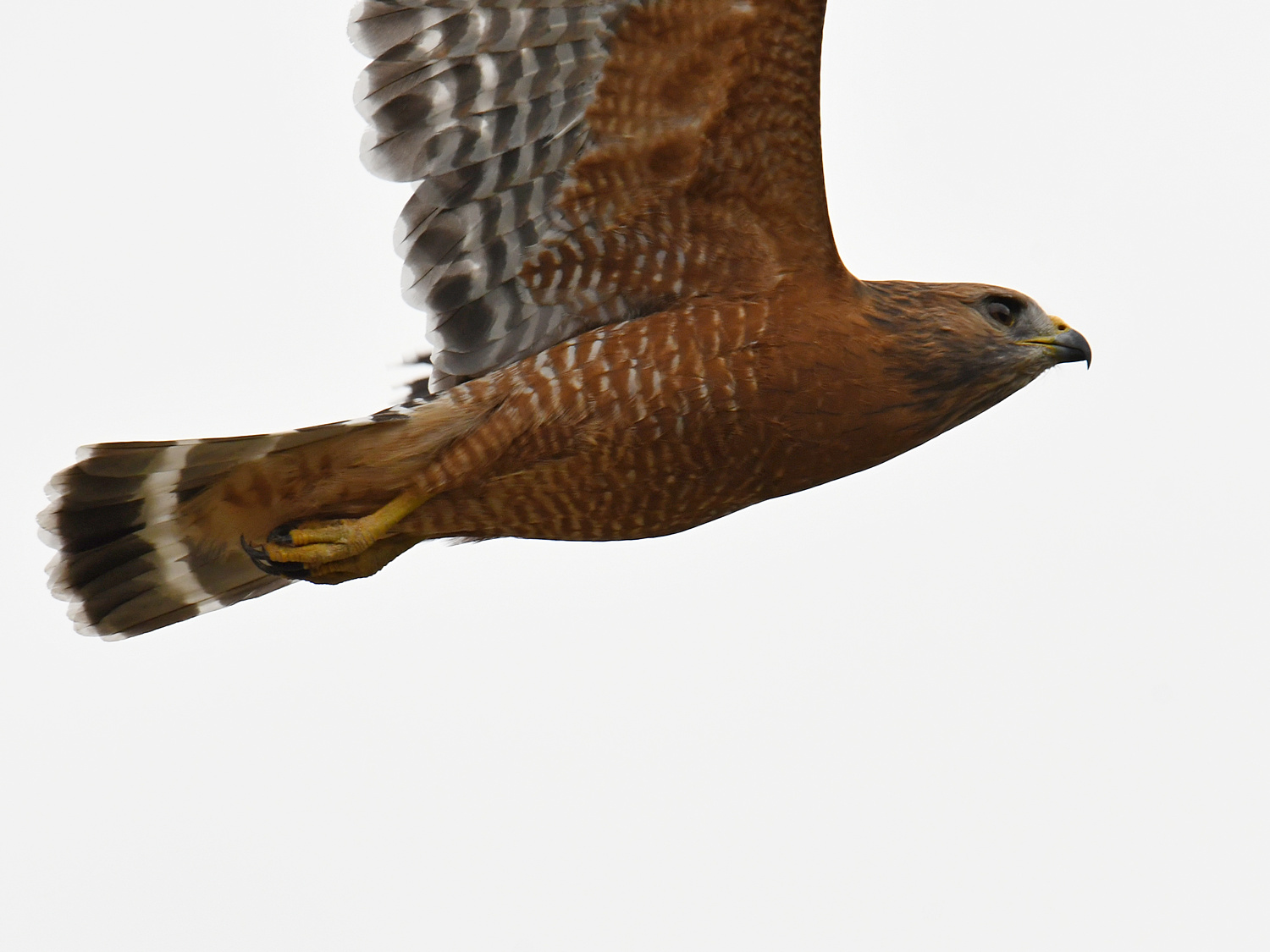 Hawk6.jpg