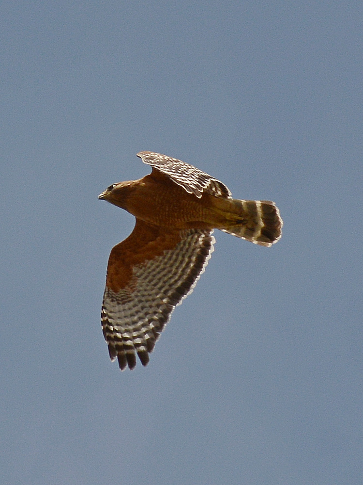 Hawk6.jpg