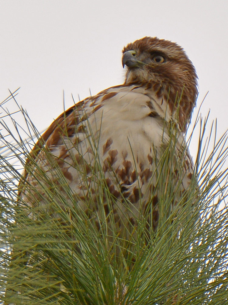 Hawk7.jpg