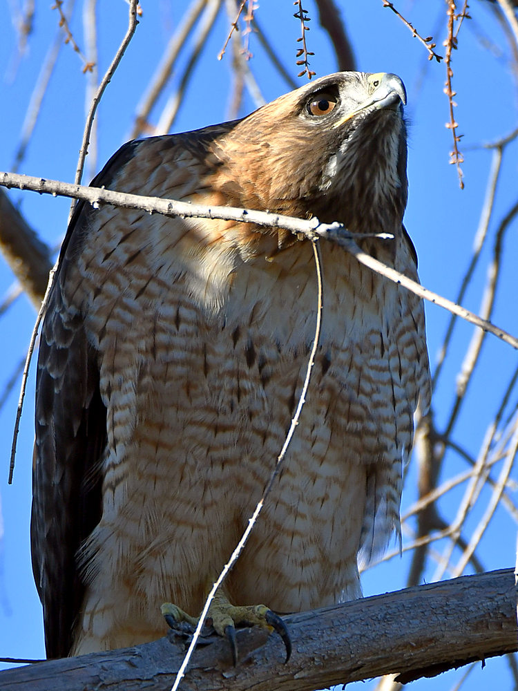 Hawk7.jpg