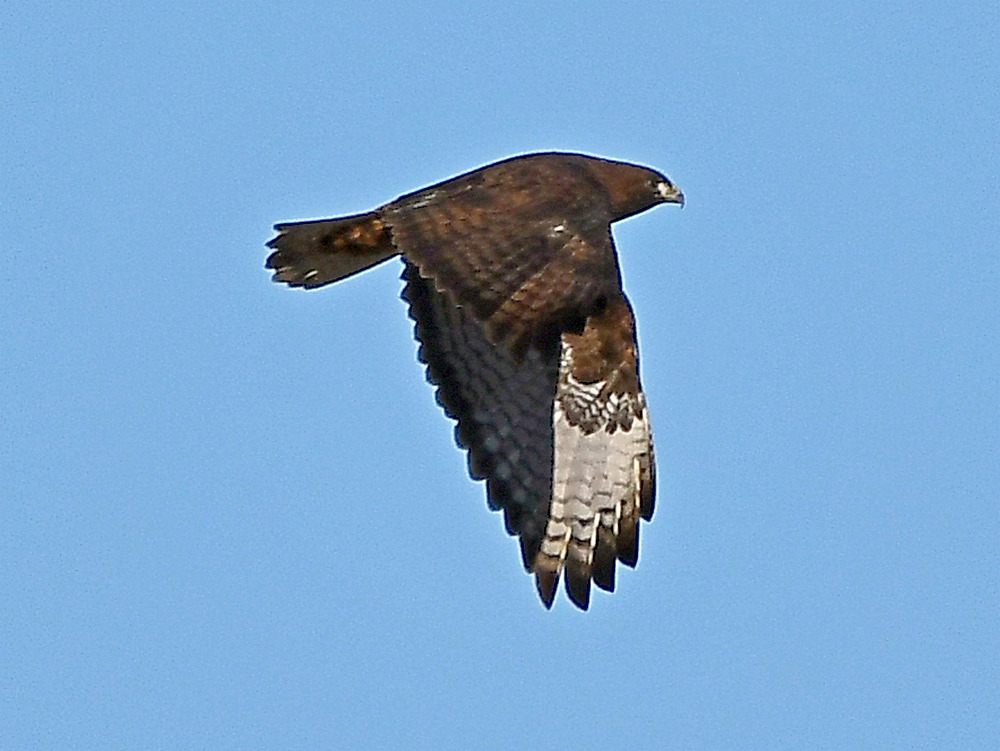 Hawk7.jpg