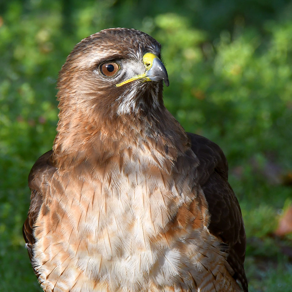 Hawk7.jpg