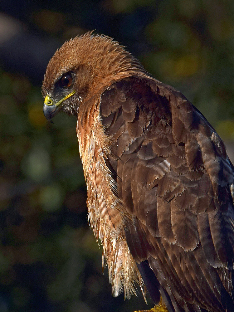 Hawk7.jpg