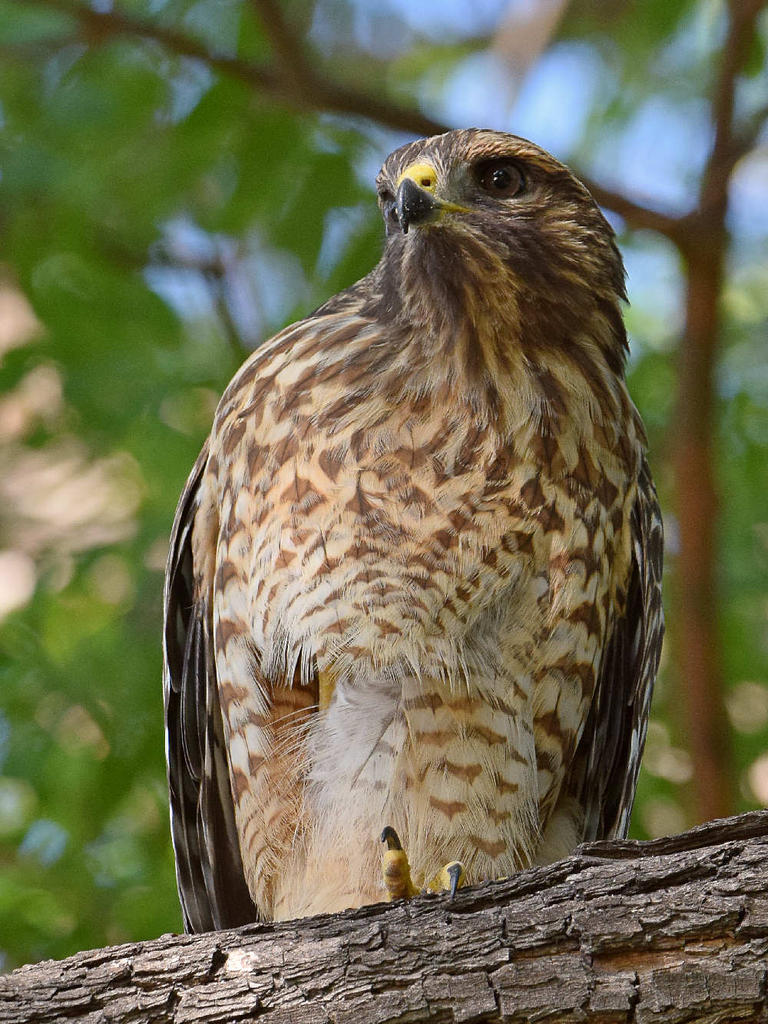 Hawk7.jpg