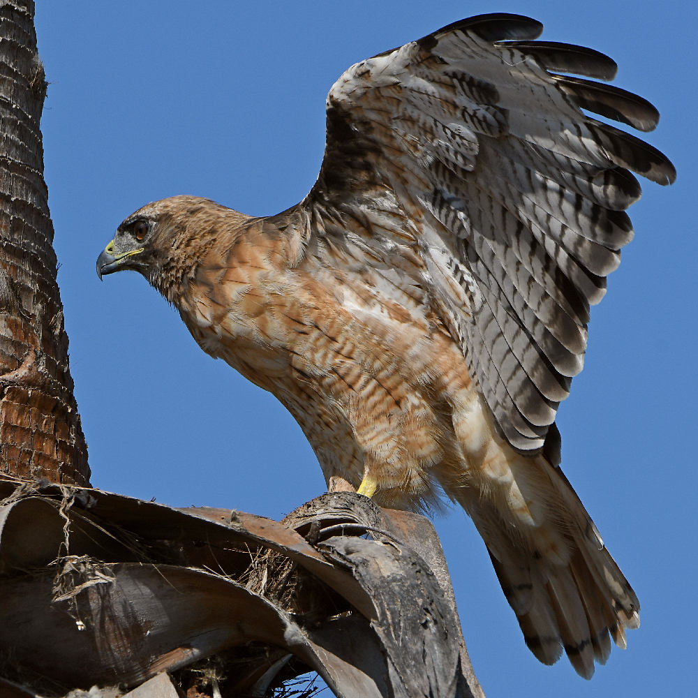 Hawk7.jpg