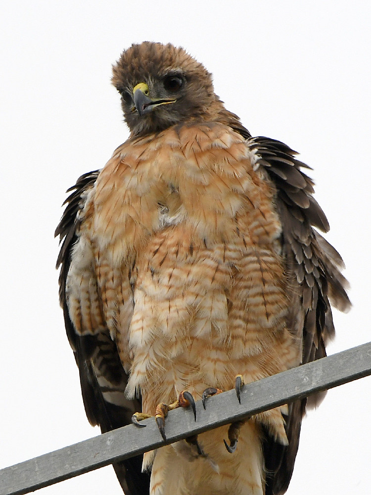 Hawk7.jpg