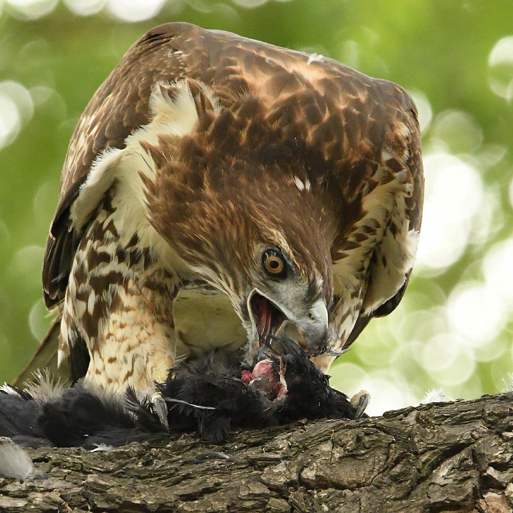 Hawk7.jpg
