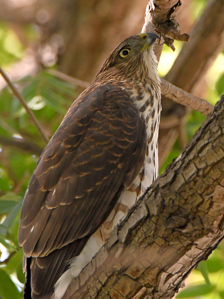 Hawk7.jpg