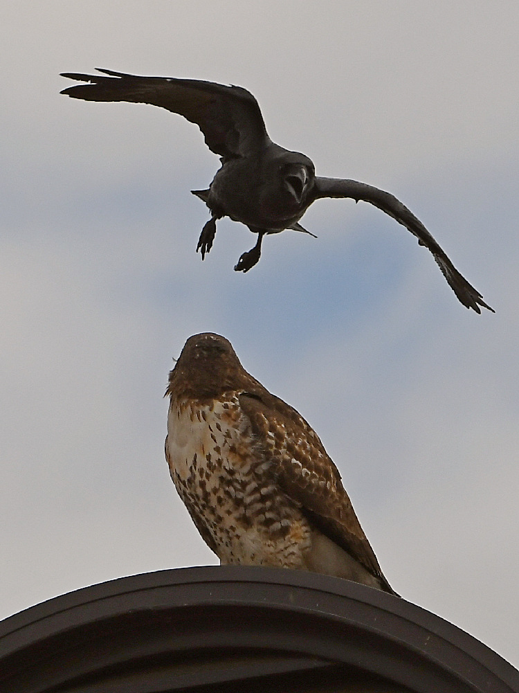 Hawk7.jpg