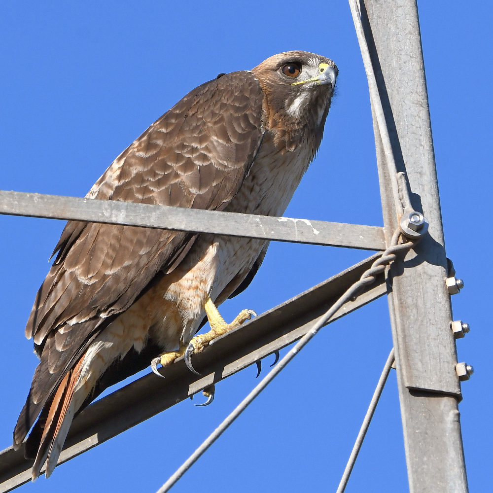 Hawk7.jpg