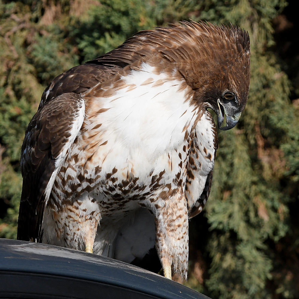 Hawk7.jpg